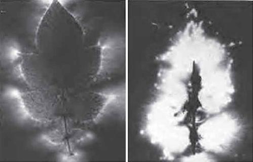 Left: Plant with leaves. Right: Plant showing kirlian energy shortly after leaves were removed.