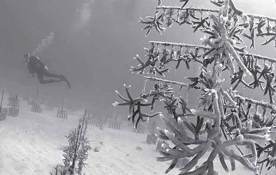 offshore coral nursery